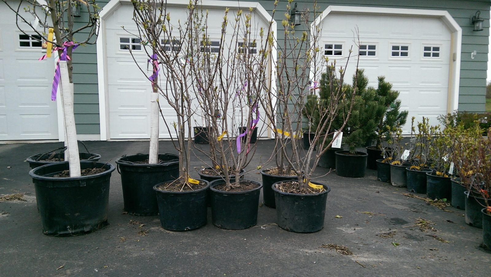 Gallery PRAIRIE WINDS NURSERY