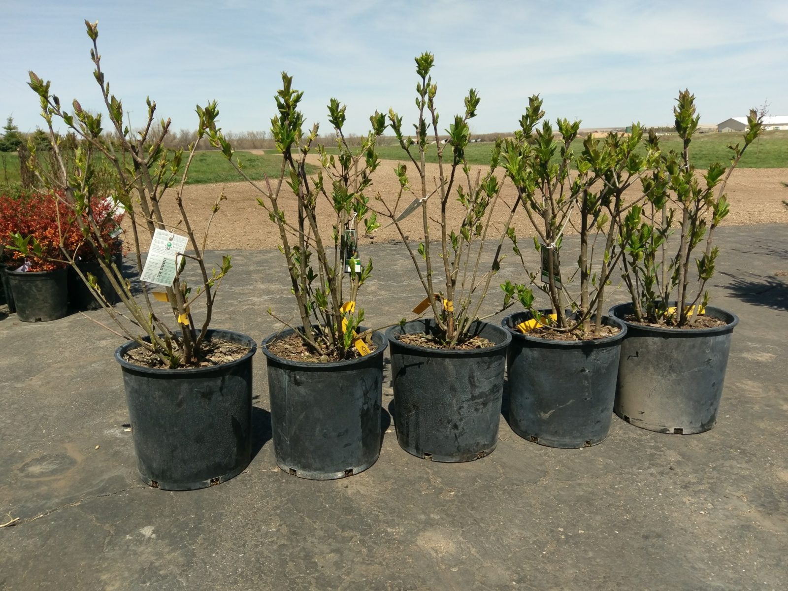 Gallery PRAIRIE WINDS NURSERY