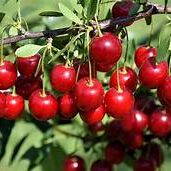 cherry