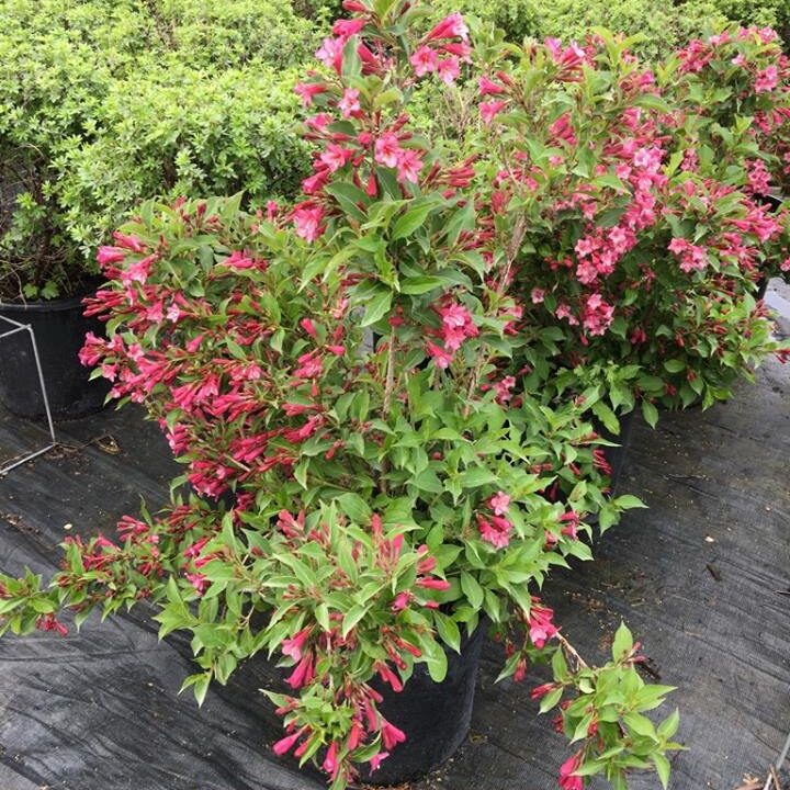rumba weigela